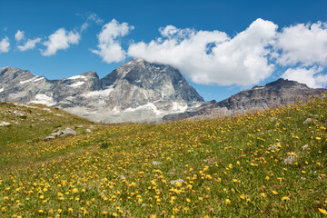 Fototapeta na wymiar Matterhorn with field of dandelions in the foreground. Breuil-Cervinia, Italy