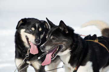 Two huskies with open mouth and red big tongues out