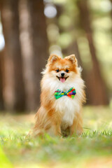 happy spitz pomeranian dog, pet, fluffy, cute, happy, playful