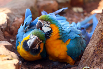 macaw couple, blue and yellow, macaw, parrot, tropical bird, plumage, beak, wings