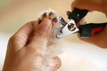 spitz dog, cutting nails, hygiene, petshop, bathing, pomeranian, paw, dog spa