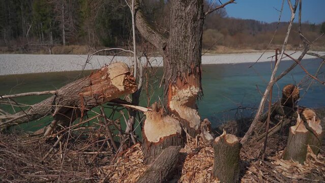 Spoiled and fallen trees by beavers on the shores of the Isar River in Germany, Munich. Gnawed wood by a bobber. Damaged tree with animals teeth marks near river. Beaver bites off trees. 
