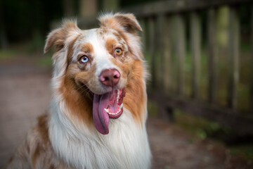 Australian Shepherd