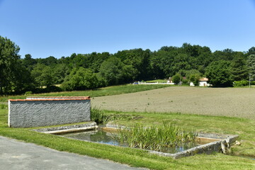 Obraz premium Roseaux dans la petite pièce d'eau au bourg de Champagne au Périgord Vert 