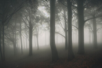 Obraz premium Trees In Forest with mist