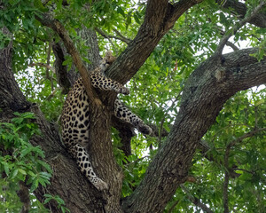 Fototapeta na wymiar Leopard sleeping in the Branches of a Tree in South Africa