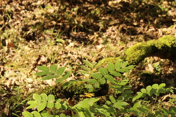 green moss on the tree