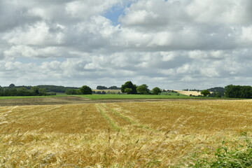 Champ de blé sous un ciel gris près du bourg de Champagne au Périgord Vert 