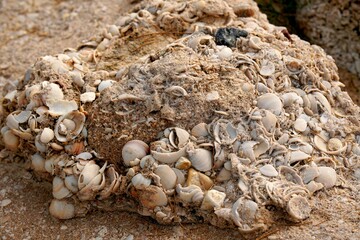 Many fragments of shells in a large stone