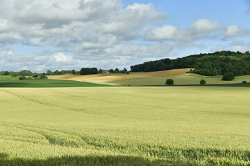 Nuance de couleurs entre les zones d'ombres et ensoleillées sur un champ de blé près d'un des hameaux à champagne-et-Fontaine au Périgord Vert 