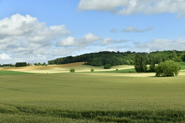 Fototapeta na wymiar Nuance de couleurs entre les zones d'ombres et ensoleillées sur un champ de blé près d'un des hameaux à champagne-et-Fontaine au Périgord Vert 