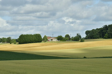Nuance de couleurs entre les zones d'ombres et ensoleillées sur un champ de blé près d'un des hameaux à champagne-et-Fontaine au Périgord Vert 