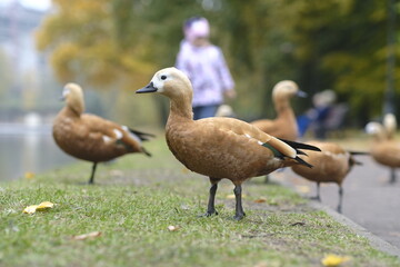 Flock of birds on grass. Side view of flock of wild ducks standing on grassy shore of lake in sunny day