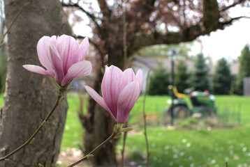 Two magnolia blossoms in the foreground with a rider lawn mower in a bokeh background.