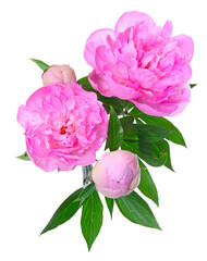 Fleur de pivoines roses avec feuillage	
