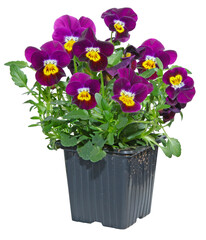 Pot de Viola cornuta	