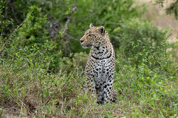 Fototapeta na wymiar Leopard sitting amongst a Cluster of Bushes in South Africa