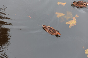 Duck on lake