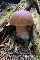 Young boletus edulis porcini mushroom breaking through two trunks in the forest.  It will be delicious
