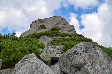 Large gray stones covered with green low alpine pine against a blue sky with clouds