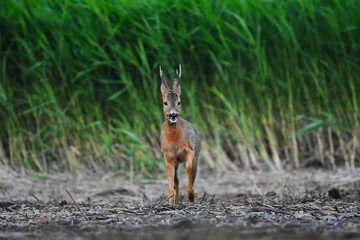 Roe deer (Capreolus capreolus) male walking in the wetlands in summer.	
