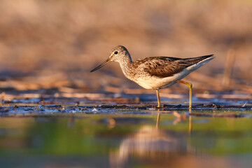 Common greenshank (tringa nebularia) walking in the wetlands in summer.