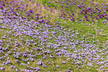 Purple crocus flowers on the lawn at spring