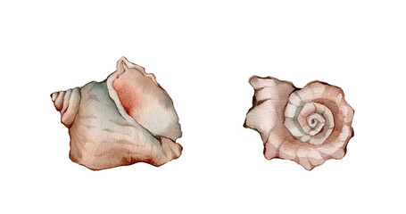 Watercolor Shell Set. Underwater animals isolated on white background. Aquatic illustration for design, print or background. shell, conch, seashell, cockleshell
