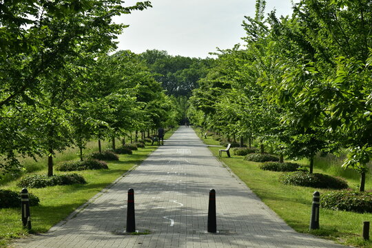 Route pavée entre deux rangées d'arbres dans un environnement bucolique au Vrijbroekpark à Malines