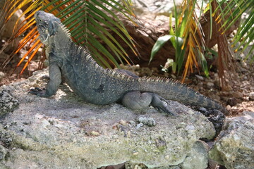Cuban rock iguana, Cuba Caribbean 