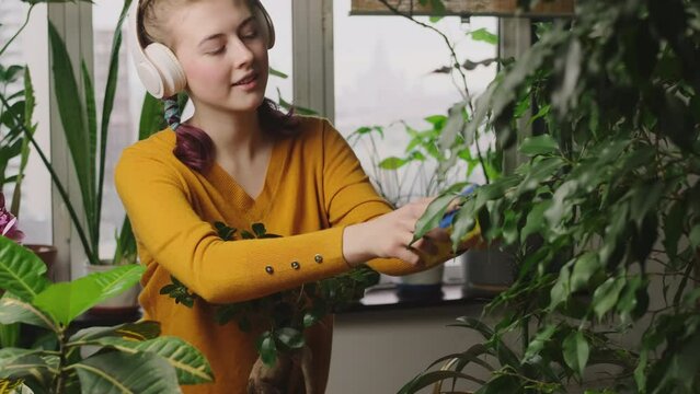 Young woman takes care of house plants.