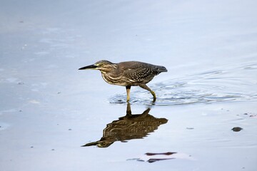 Striated Heron, Butorides striata, on a lake in Southeast Asia