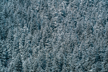 Snow covered forest