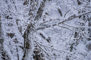 frost on the branches