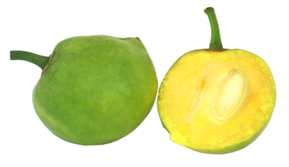 Garcinia tinctoria or edible Daophal of Bangladesh
