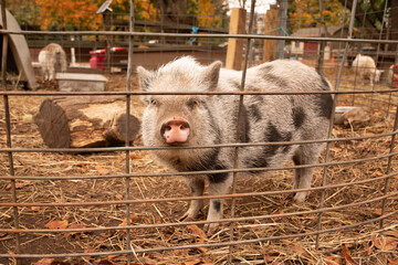 White and black spotted friendly hairy pot belly pig with pink snout 