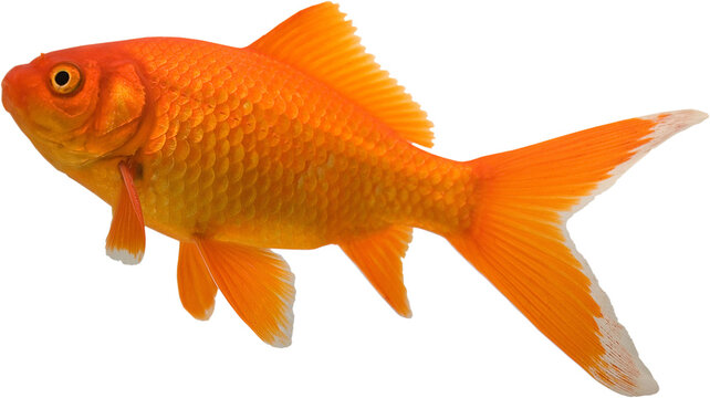 Pet goldfish rising toward the top of the aquarium