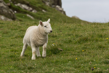 Ein kleines Schaf auf der Isle of Skye in Schottland