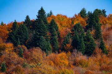 Fototapeta na wymiar Autumn views in the mountains