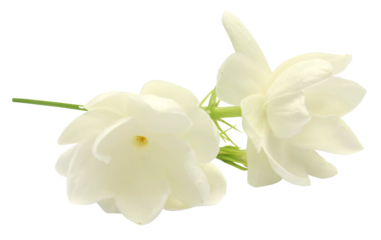 Jasmine flower