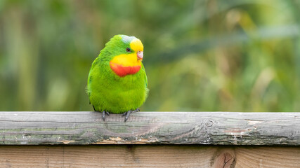 Superb Parrot Perched on a rail