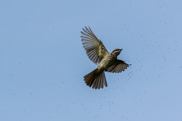 The Variegated Flycatcher as know Peitica  perched on a branch. Species Empidonomus varius. Animal world. Bird lover. Birdwatching. Birding.