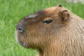 Capybara Close Up Side View