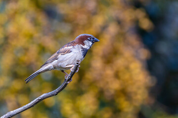 The sparrow also know as Pardal or Gorrion singing perched on the branch. Species Passer domesticus. Animal world. Birdwatching.