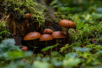 mushroom in the forest