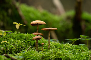 mushroom in the forest