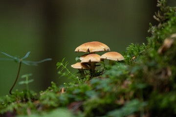 mushroom in the grass