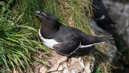 Razorbill Perched on the Side of a Cliff
