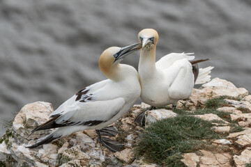 Pair of Gannets on Sea Cliffs