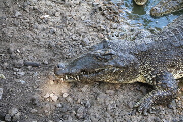 Head of a Crocodylus rhombifer, Cuba Caribbean